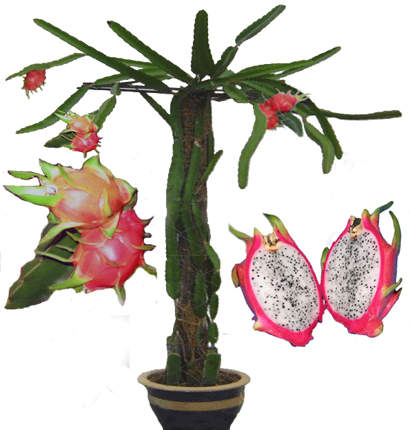 how to grow dragon fruit benefits of dragon fruit how to grow dragon fruit benefits of dragon fruit